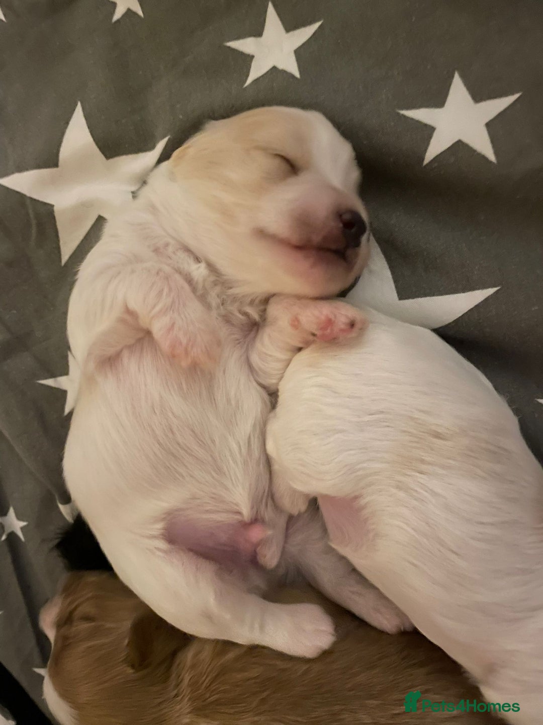 Maltipoo dogs for sale: 6 Beautiful Maltipoo Puppies for sale 🐶🐾 - Image 14