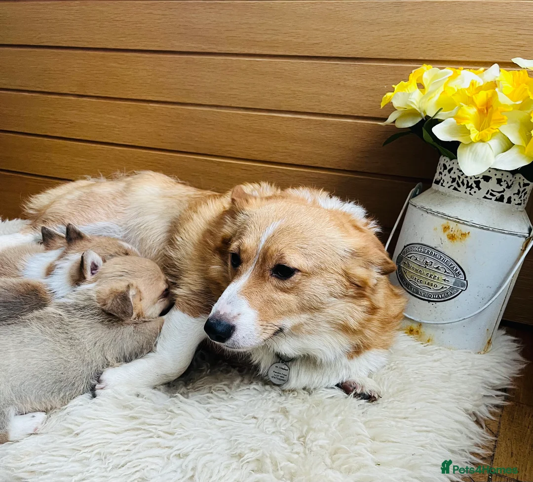 Welsh Corgi Pembroke dogs for sale: KC reg Welsh Corgi Pembroke puppies - Advert 30