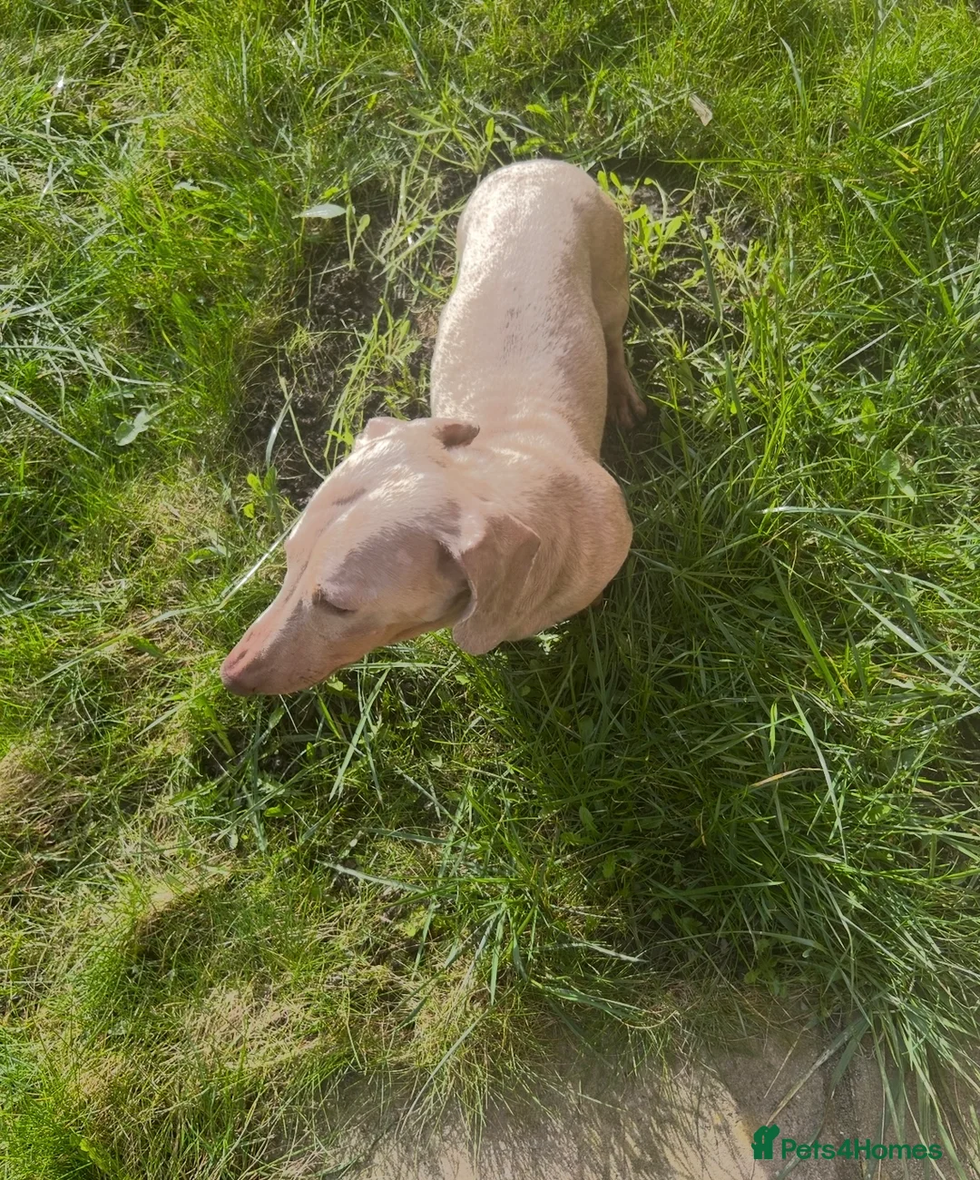 Miniature Dachshund dogs for stud: ⭐️ TRIGGER⭐️ smooth hair Isabella & Tan STUD in Mexborough - Advert 27