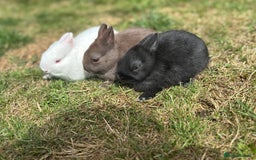 Netherland Dwarf rabbits for sale: Trio Netherland Dwarf Boys - Image 2