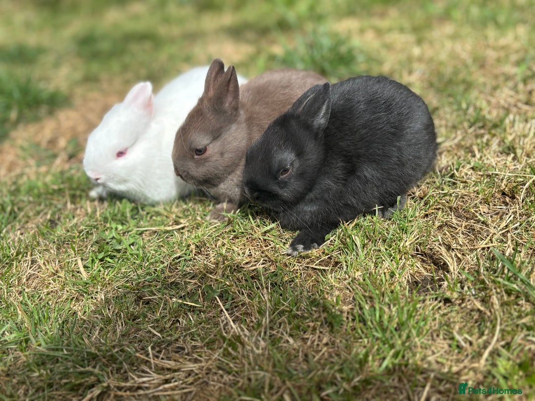 Netherland Dwarf rabbits for sale: Trio Netherland Dwarf Boys - Image 2