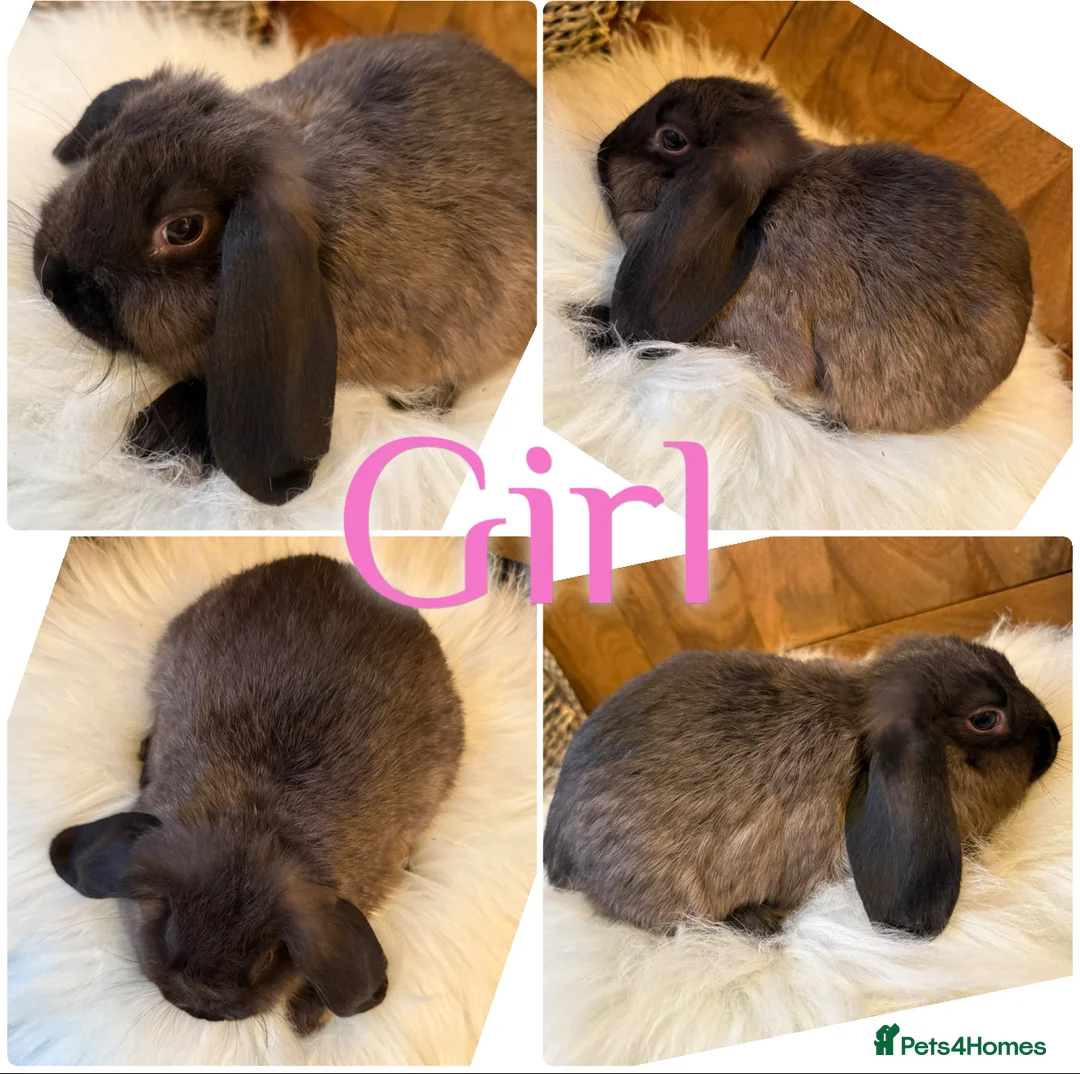 Mini Lop rabbits for sale: Beautiful Baby Mini Lop Rabbits Ready To Go 8wks - Advert 2