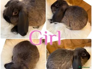 Mini Lop rabbits Beautiful Baby Mini Lop Rabbits Ready To Go 8wks - Advert 14