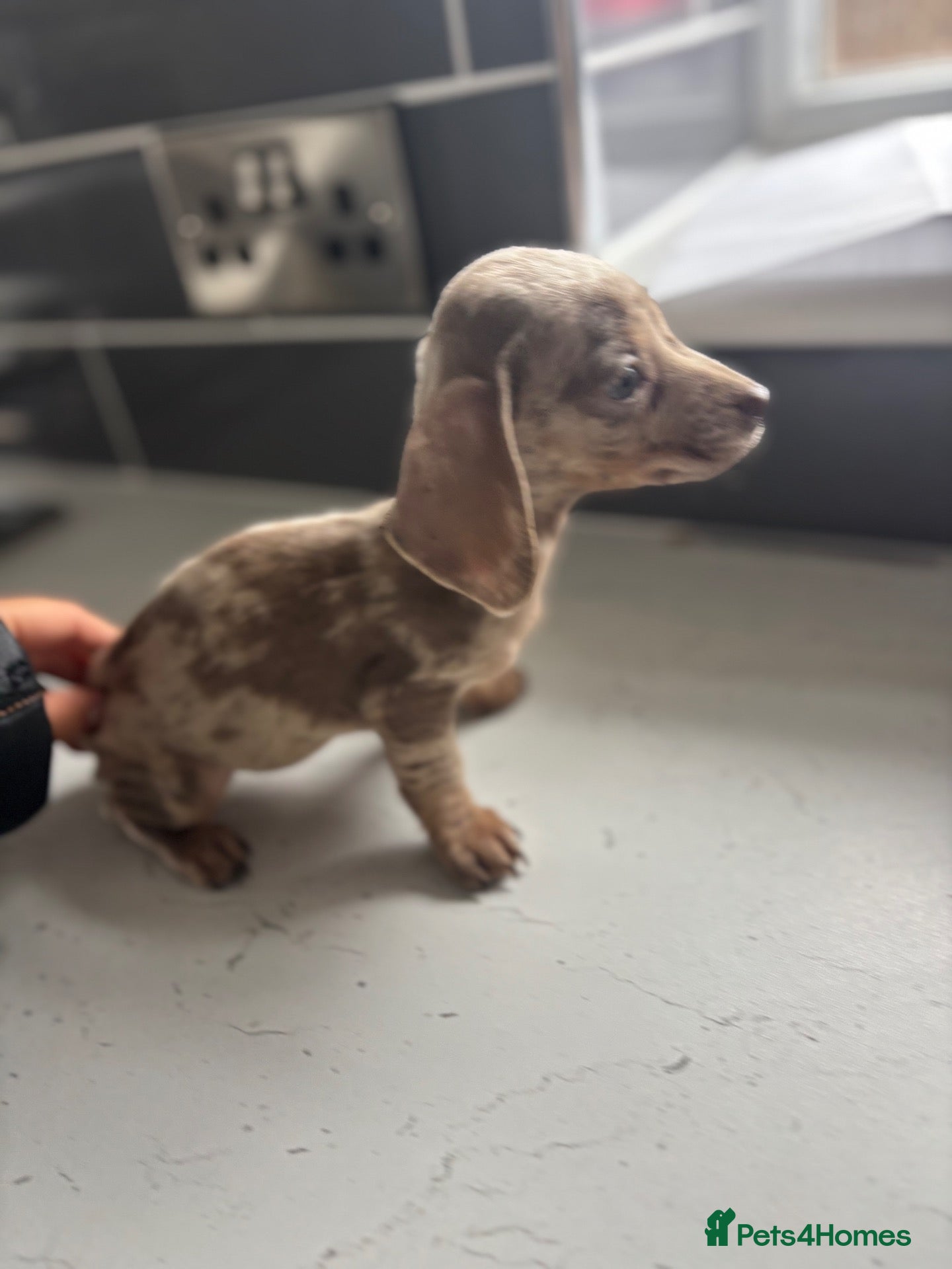 Miniature Dachshund dogs for sale: 8 MINI DACHSHUND!! - Advert 13