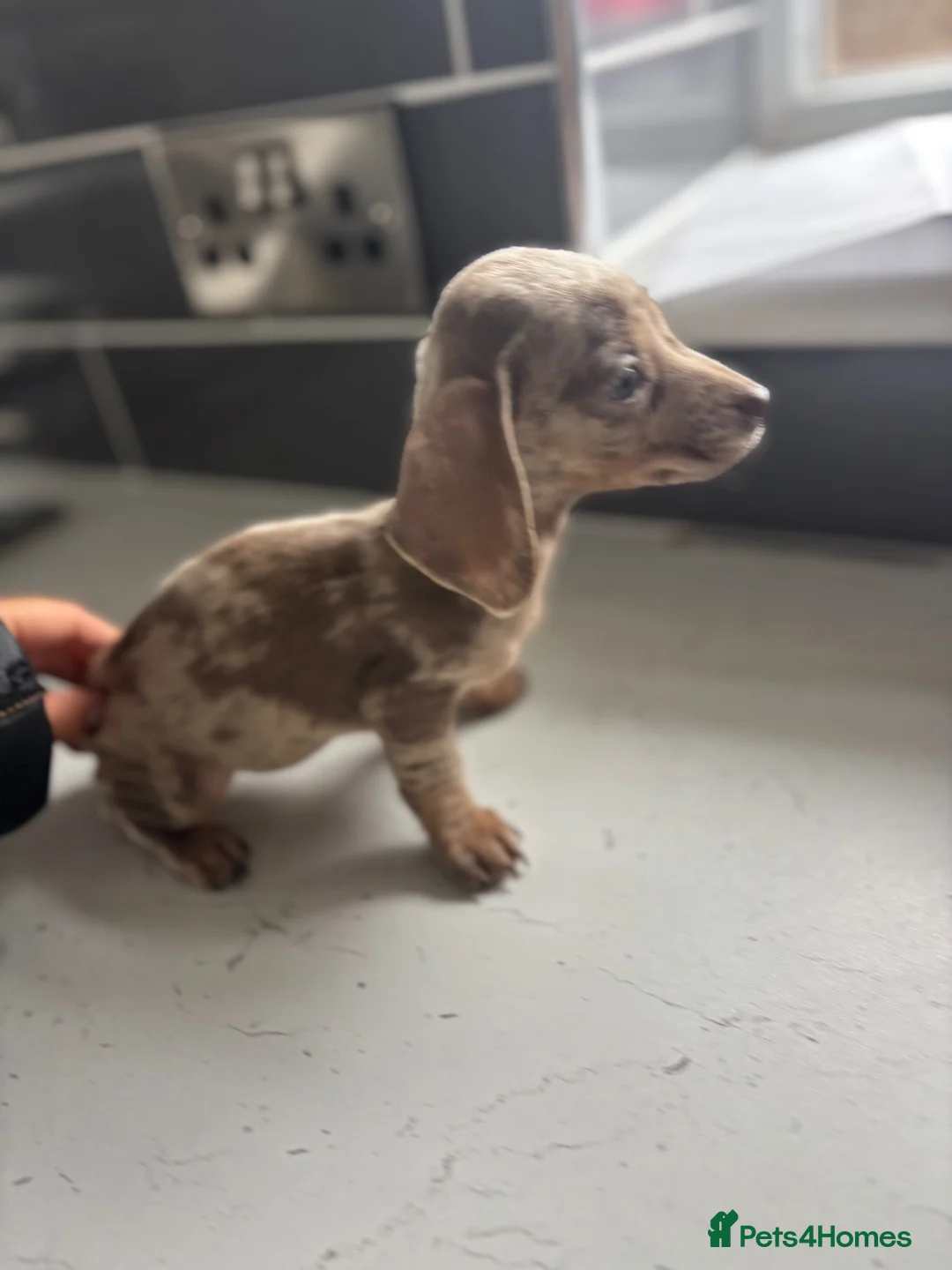 Miniature Dachshund dogs for sale: 8 MINI DACHSHUND!! - Advert 1