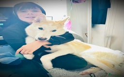 Shepsky dogs for sale: Nevaeh is seeking a forever home.  - Advert 7