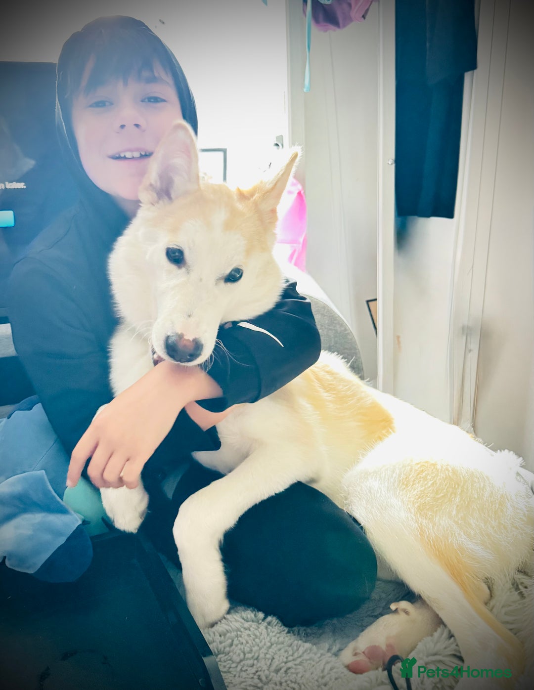 Shepsky dogs for sale: Nevaeh is seeking a forever home.  - Advert 7