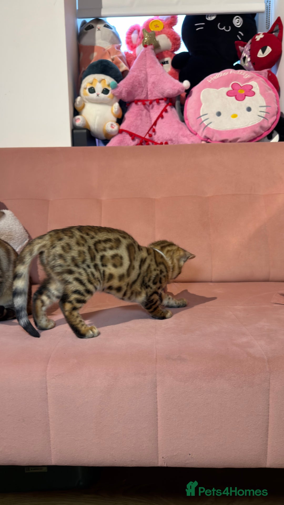 Bengal cats for sale: Bengal kittens TICA ready to leave NOW♥️🐈 - Advert 10