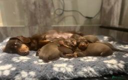 Miniature Dachshund dogs for sale: Stunning miniature Dachshunds PRA clear KC reg - Image 2