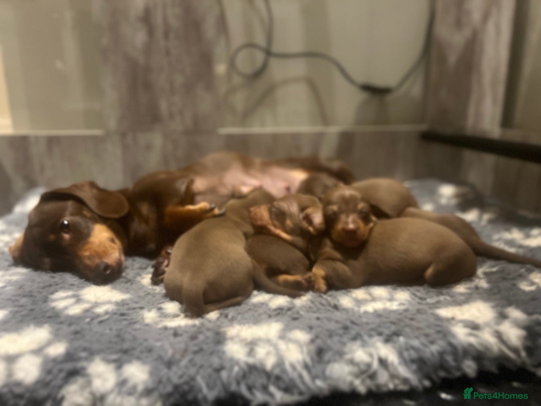 Miniature Dachshund dogs for sale: Stunning miniature Dachshunds PRA clear KC reg - Image 2