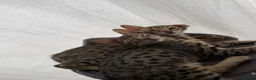 Savannah cats for sale: Savannah F4 kittens - Advert 4