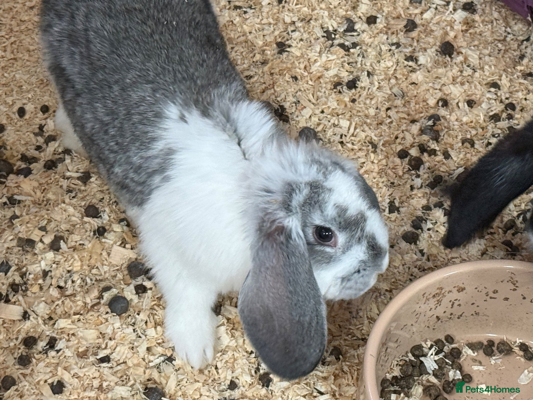 French Lop rabbits Stunning French lop babies - Advert 2