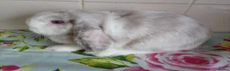 Mini Lop rabbits for sale: Pedigree Mini Lops in Tamworth - Advert 6