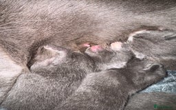 Mixed Breed cats for sale: Regular kittens - Image 19