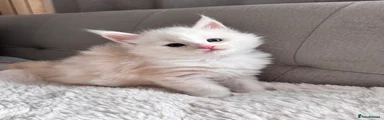 Maine Coon 1