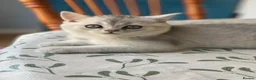 British Shorthair cats for sale: Lovely British Short Hair  in Salisbury - Advert 8