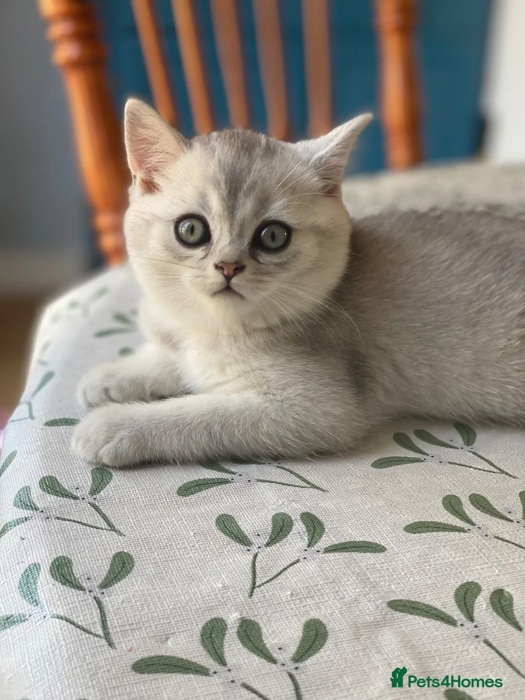 British Shorthair cats for sale: Lovely British Short Hair  in Salisbury - Advert 8