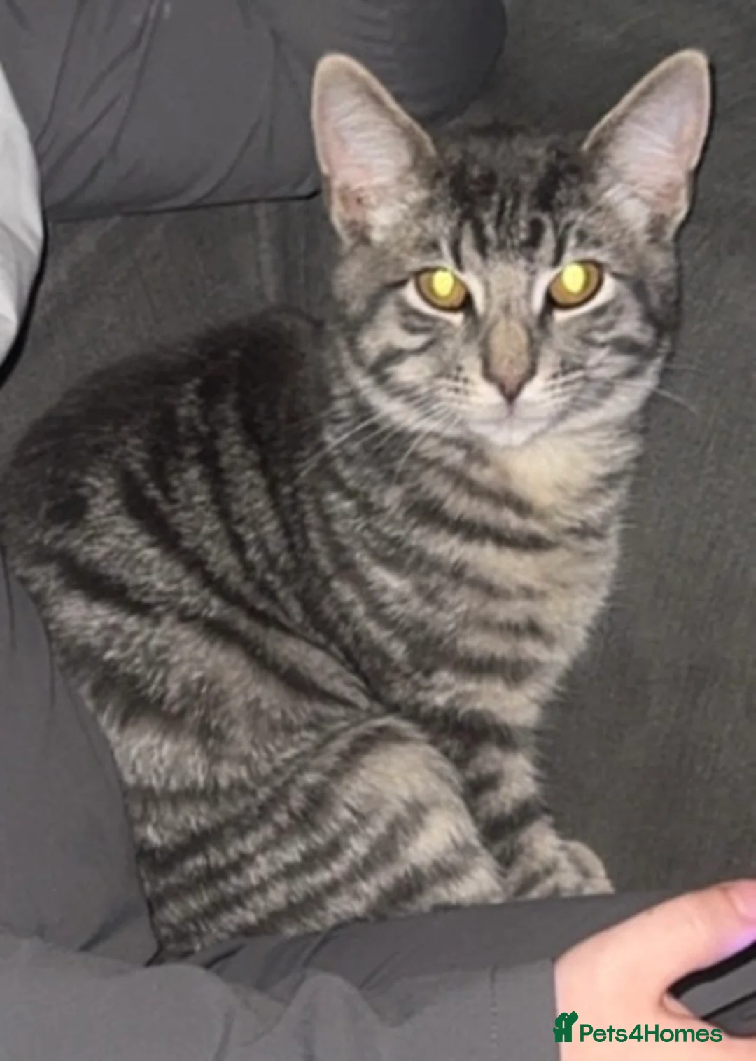 Mixed Breed cats for sale: Male grey cat - Advert 2