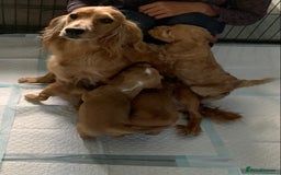 Cockapoo dogs for sale: Beautiful f1b puppies for sale  - Image 10