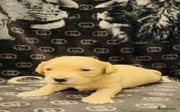 Shihpoo dogs for sale: Shipoo puppies - Image 2