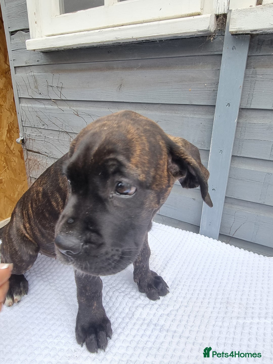 Cane Corso dogs for sale: Italian cane corso puppies  - Image 19