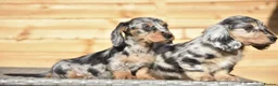 Dachshund dogs for sale: Adorable dachshund litter - Advert 13
