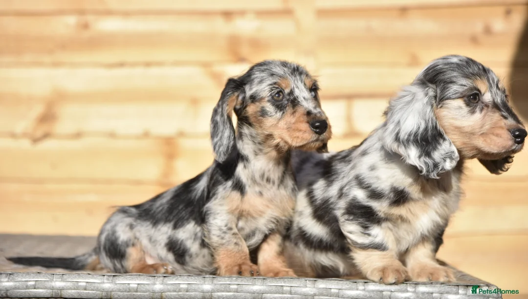 Dachshund dogs for sale: Adorable dachshund litter - Advert 13