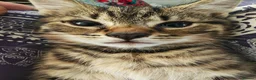 Mixed Breed cats for sale: Two sweet female sisters - Advert 7