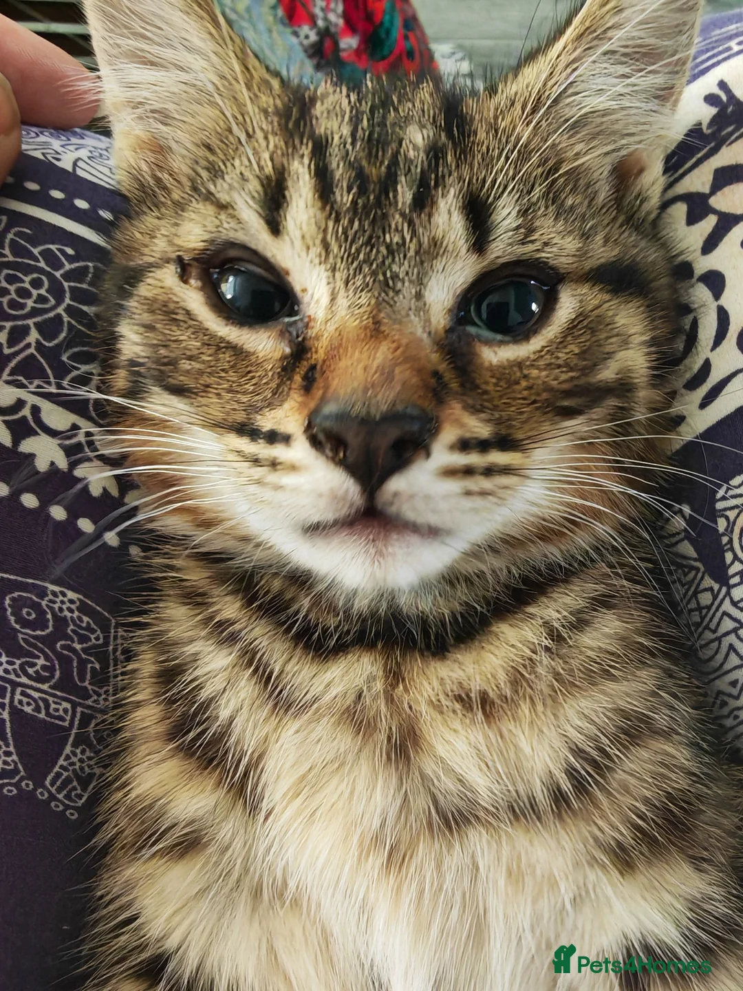 Mixed Breed cats for sale: Two sweet female sisters - Advert 7