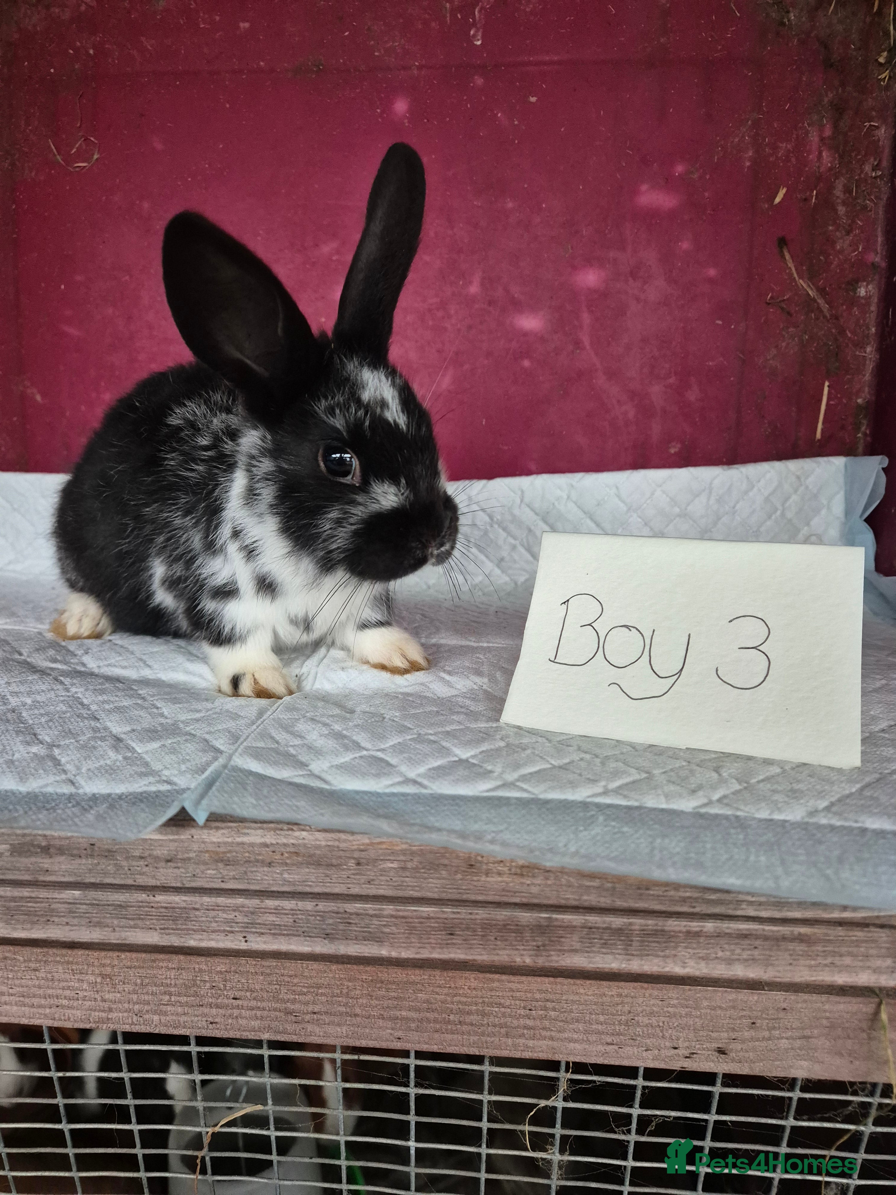 Mini Lop rabbits Bunnies looking for new homes - Advert 1
