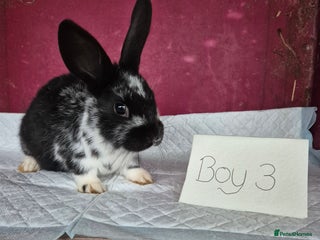 Mini Lop rabbits Bunnies looking for new homes - Advert 7