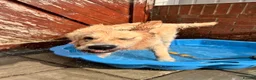 Golden Retriever dogs for sale: Male golden retriever - Advert 5