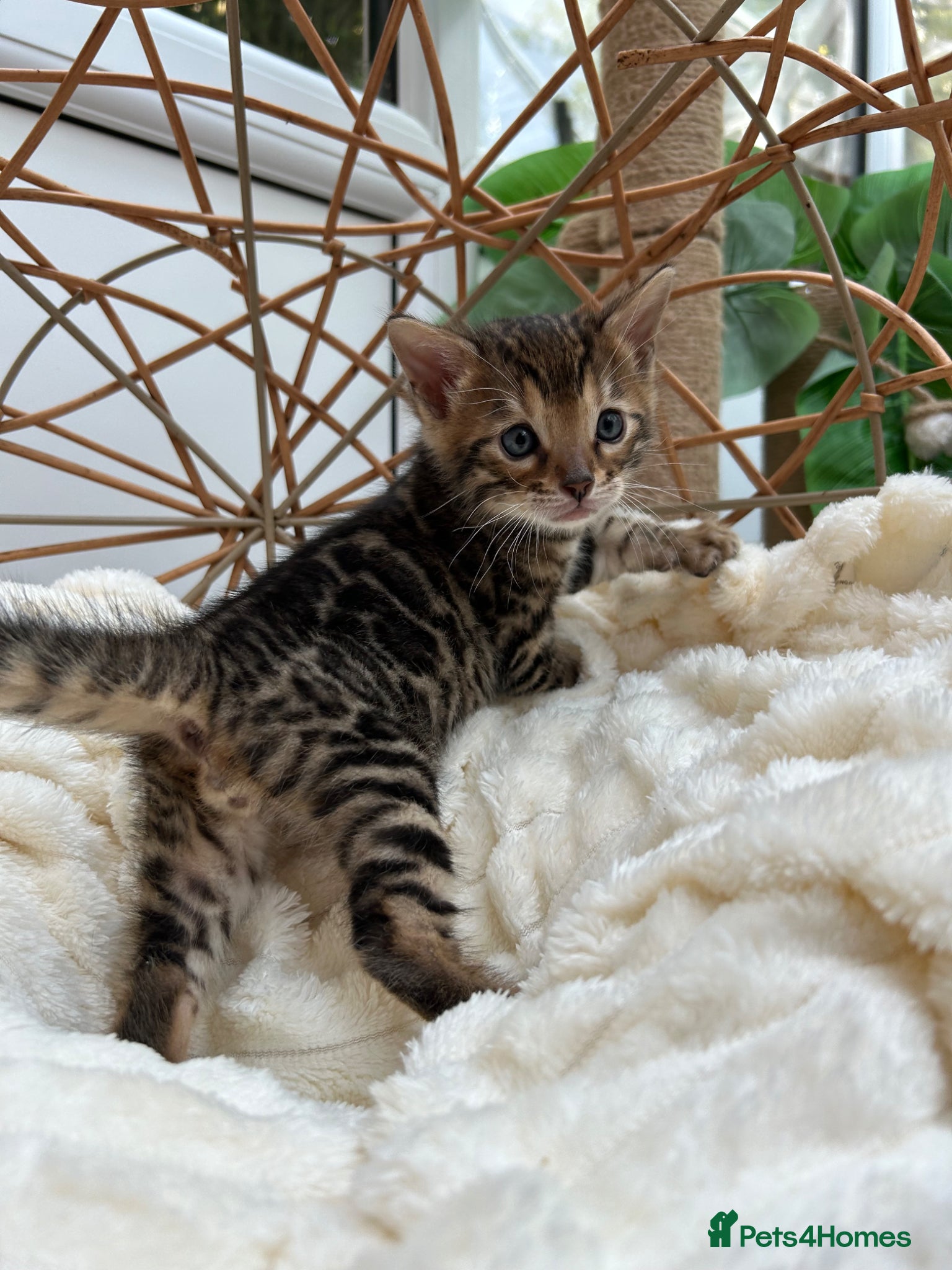 Bengal cats ❤️ Stunning Pure Bengal Kittens ❤️ - Advert 1