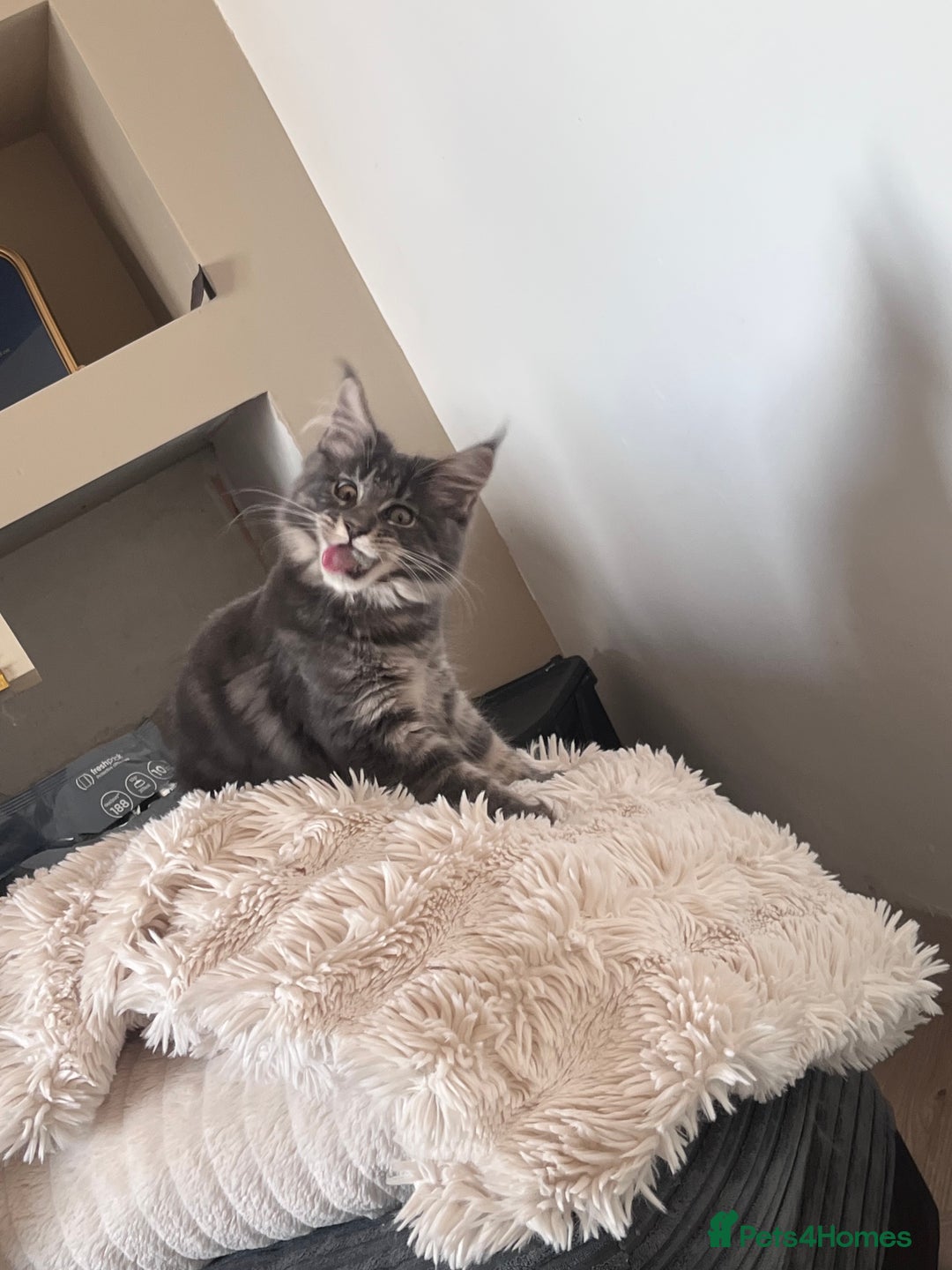 Maine Coon cats for sale: TICA Registered Maine Coon Kittens Blue/Silver - Image 5