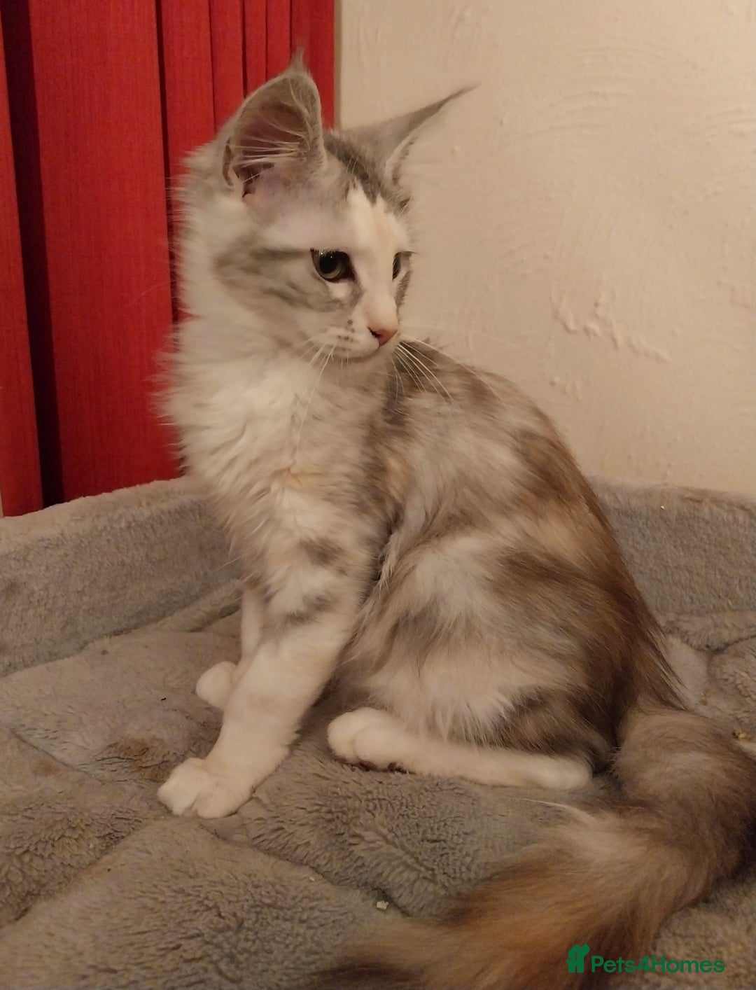 Maine Coon cats for sale: Stunning Maine Coon Kitten. Tica Reg. Tortie. - Advert 2