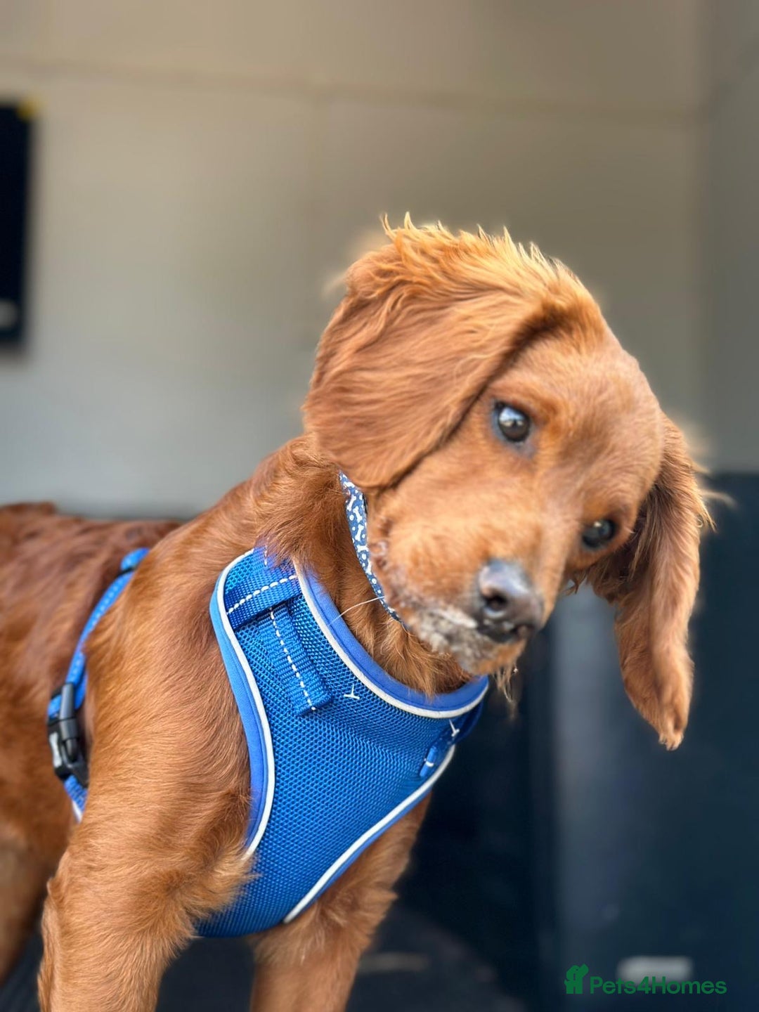 Cavapoo dogs for sale: Cavapoo puppy  - Image 6