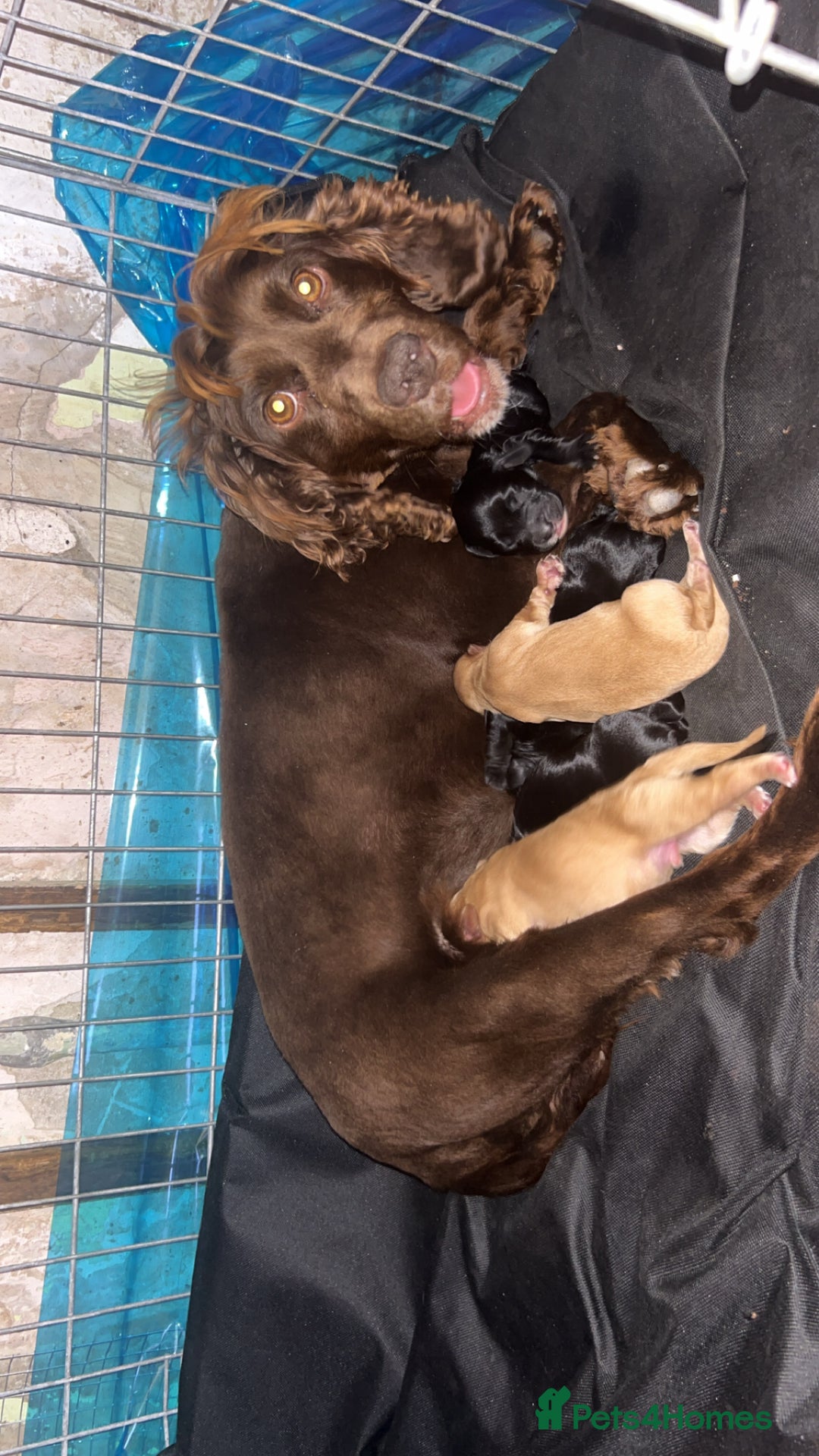 Cockapoo dogs for sale: F1b male cockapoo  - Image 2