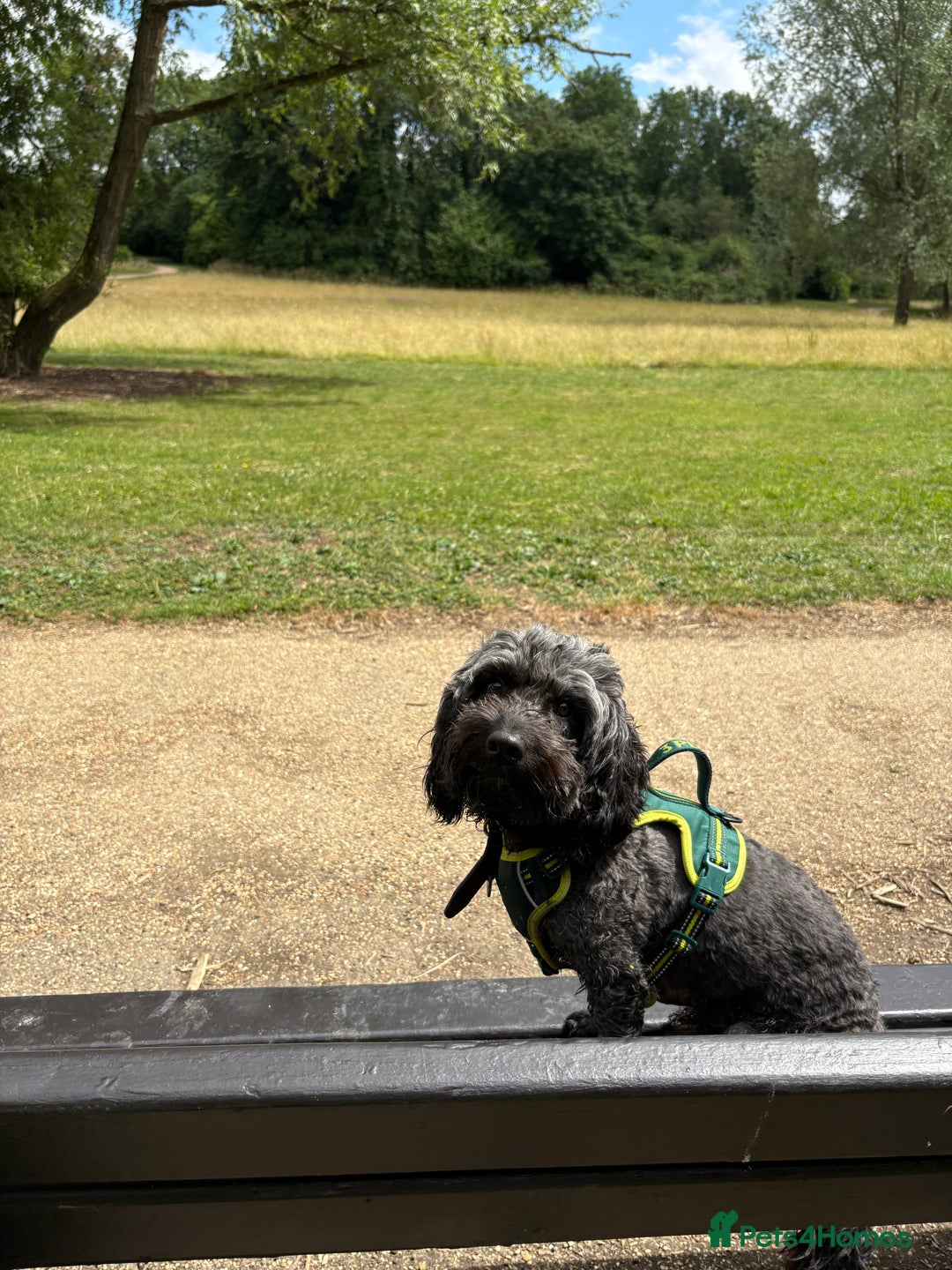 Cockapoo dogs for sale: Sweetheart four year old cockapoo for rehoming  - Image 1