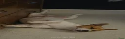 Jack Russell dogs for stud: Jack Russell STUD - Advert 9