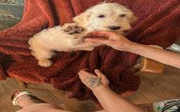 Cockapoo dogs for sale: Cockapoo x - Image 10