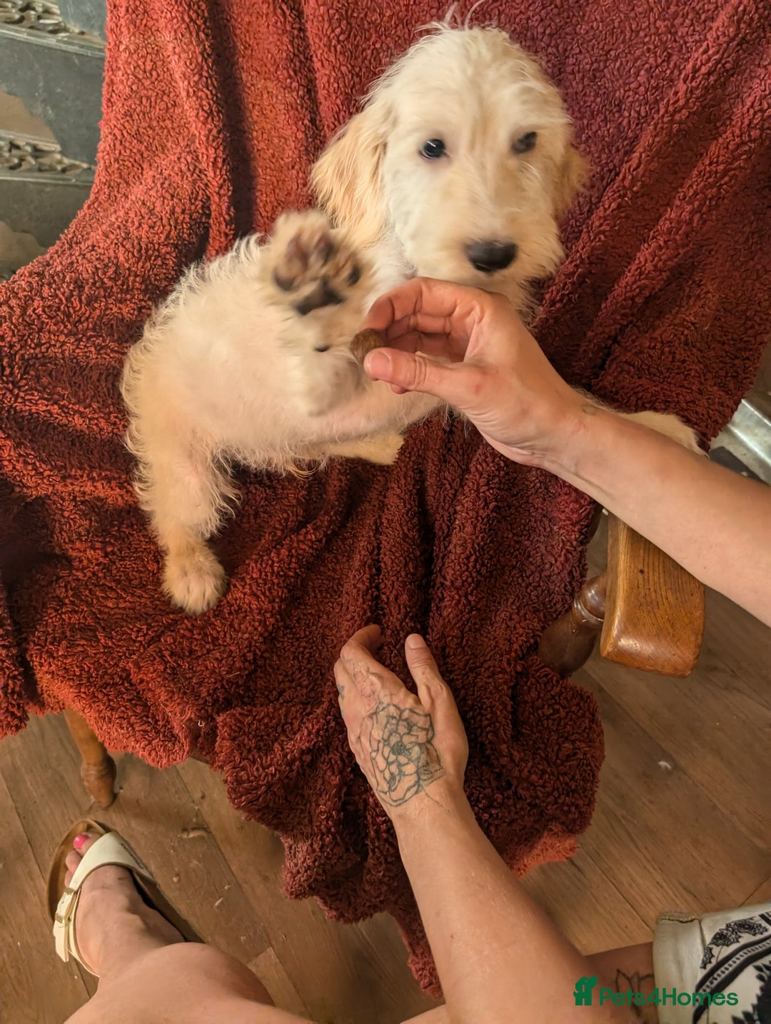 Cockapoo dogs for sale: Cockapoo x - Image 10
