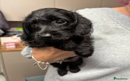Doxiepoo dogs for sale: Doxipoo puppies READY NOW - Image 12