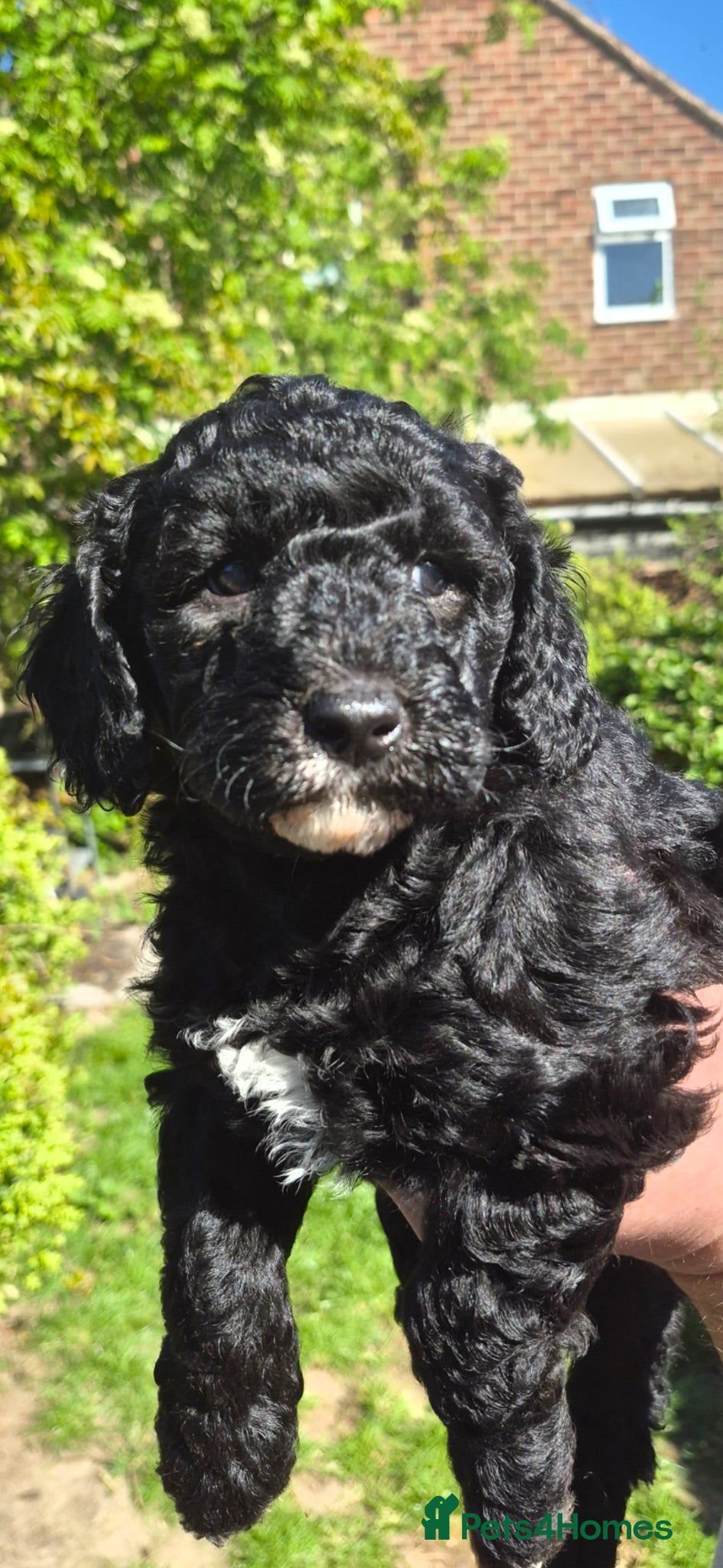 Poochon dogs Miniature poochon puppies  - Advert 2