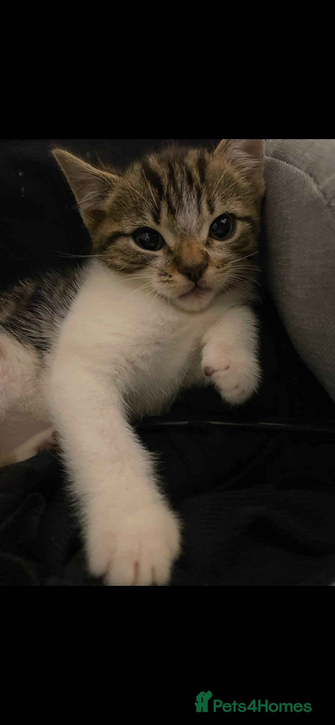 Mixed Breed cats for sale: 4 lovely male kittens - Advert 6