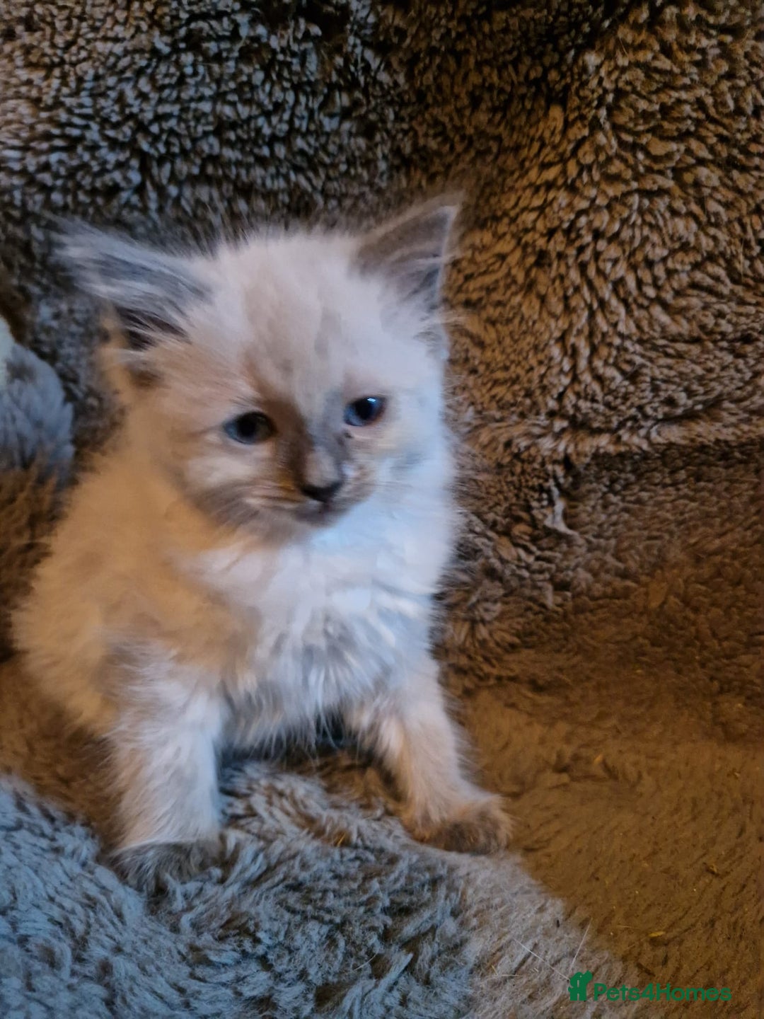 Ragdoll cats for sale: Cute playful ragdoll kittens 😸  - Advert 6