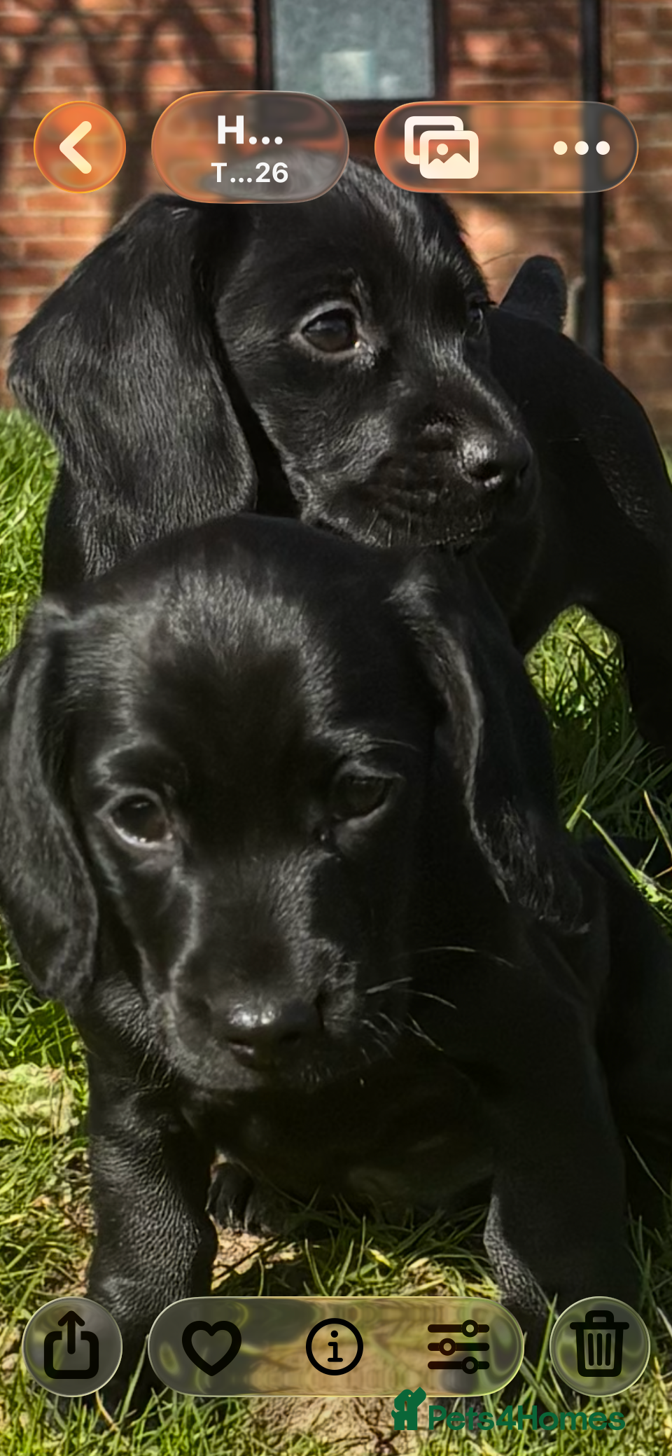 Mixed Breed dogs Family dockers Suprise litter off 2 babies  - Advert 1