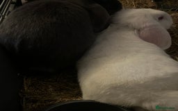 English Lop rabbits for sale: Male and Female rabbit  - Image 3