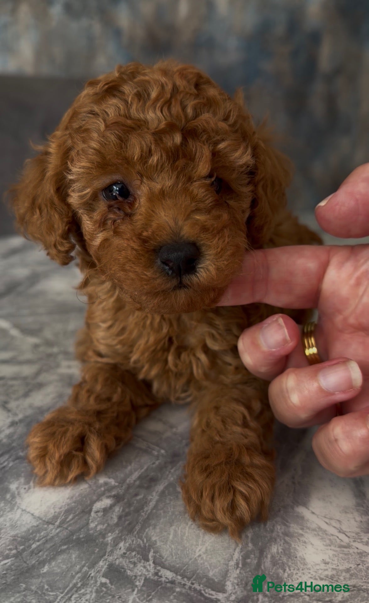 Toy Poodle dogs Tiny toy poodle puppy  - Advert 1