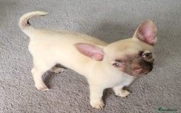 Chihuahua dogs for sale: Boy & girl chihuahua puppies  - Image 16
