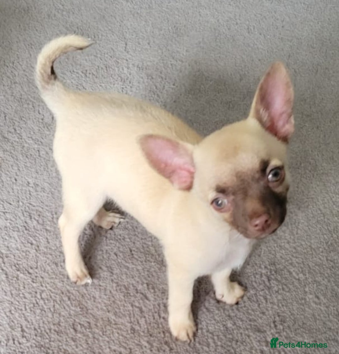 Chihuahua dogs for sale: Boy & girl chihuahua puppies  - Image 16